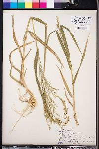 Panicum miliaceum image