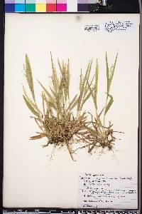 Panicum laxiflorum image