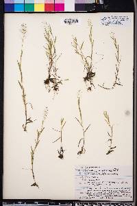 Panicum wrightianum image