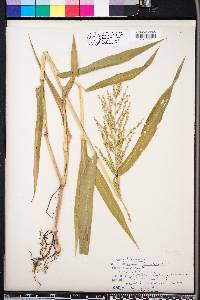 Panicum ramosum image