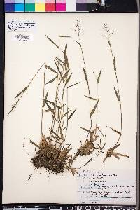 Panicum leucothrix image