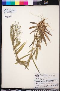 Panicum commutatum image