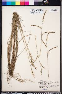 Paspalum plicatulum image