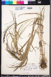 Leptochloa panicea image