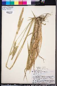 Phalaris angusta image