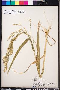 Panicum miliaceum image