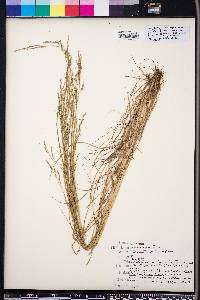 Festuca obtusa image