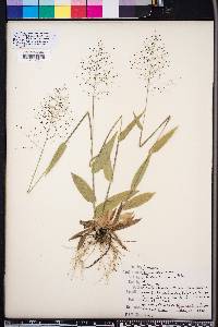 Panicum sphaerocarpon image