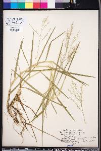 Panicum repens image