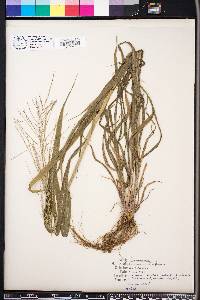 Leptochloa panicea image