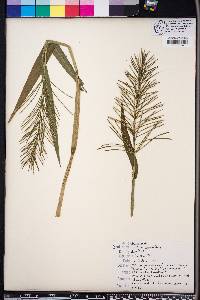 Paspalum repens image