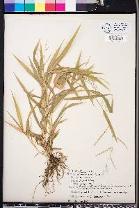 Panicum molle image