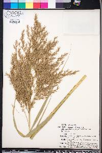 Phragmites australis image