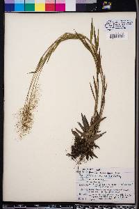 Panicum erectifolium image