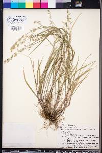 Melica mutica image