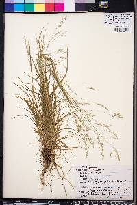 Poa autumnalis image