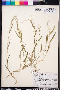 Panicum molle image
