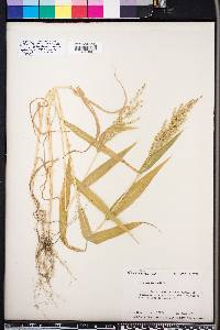 Panicum ramosum image