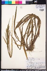 Paspalum boscianum image