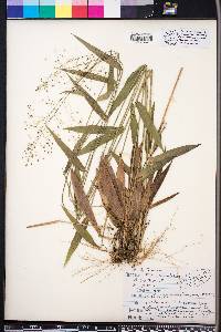 Panicum commutatum image