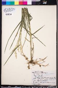 Leersia lenticularis image
