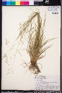 Poa autumnalis image