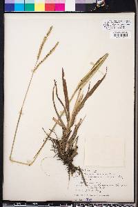 Paspalum floridanum image