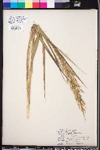 Panicum amarulum image