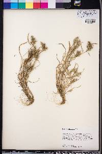 Poa arachnifera image