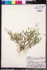 Panicum wrightianum image