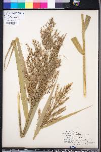 Phragmites australis image