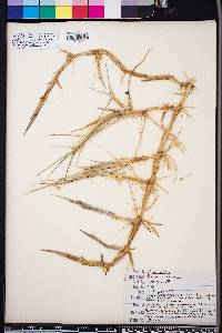 Panicum repens image