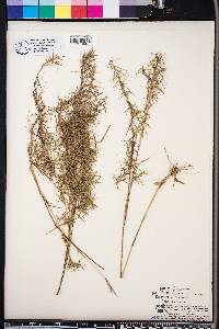 Panicum microcarpon image