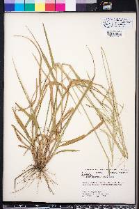 Eriochloa michauxii image