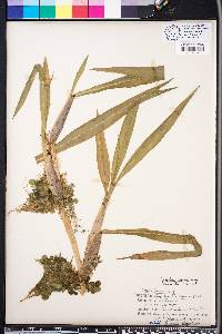 Paspalum repens image