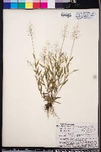 Panicum wrightianum image