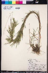 Panicum dichotomum image