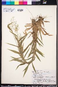 Panicum commutatum image