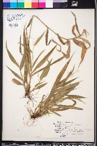 Panicum commutatum image