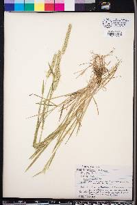 Hordeum pusillum image