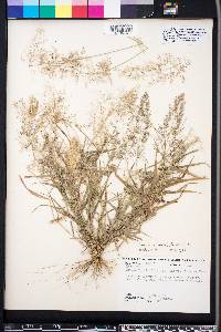 Eragrostis amabilis image