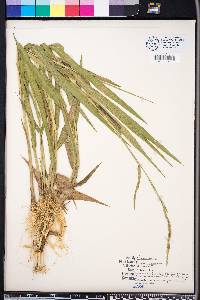 Panicum hemitomon image