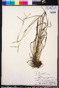 Paspalum laeve image