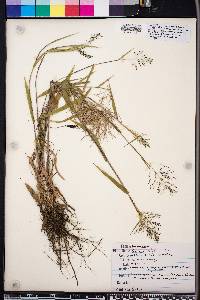 Panicum nitidum image