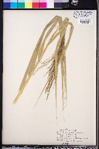 Phragmites australis image