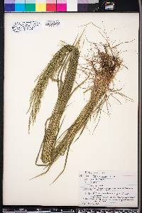 Festuca obtusa image