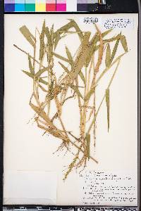 Urochloa texana image