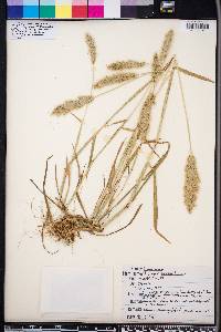 Polypogon monspeliensis image