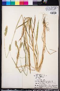 Phalaris caroliniana image