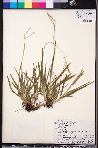 Paspalum laeve image